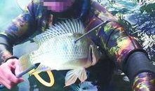 鱼爆料的视频大全播放,精彩瞬间回顾，笑料百出